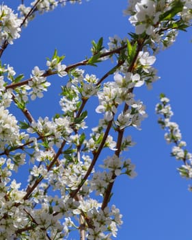 Beautiful white flowers of plum in spring against blue sky