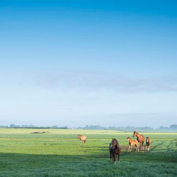 horses in green grassy meadow and distant farm in the netherlands under blue sky on misty summer morning not far from amsterdam