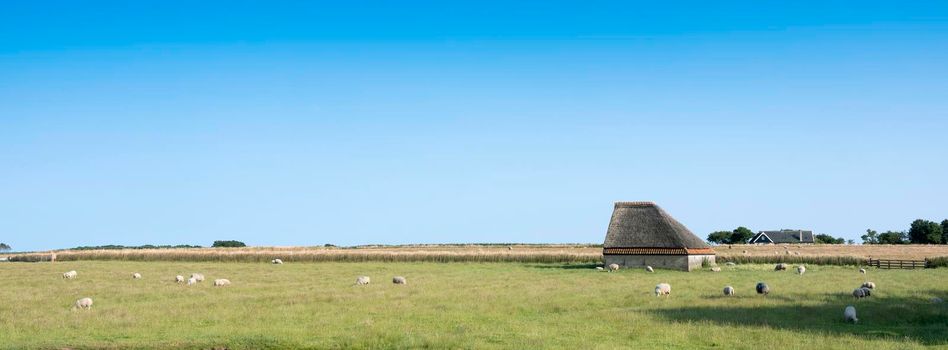 sheep in grassy meadow on dutch island of texel in the netherlands with typical barn under blue summer sky