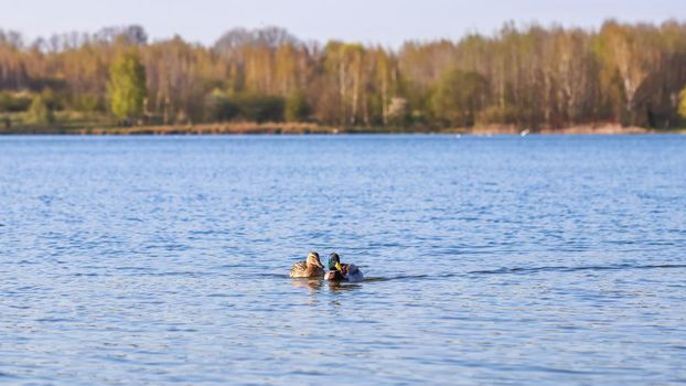 Drake and female of Mallard ducks , Anas platyrhynchos, swimming on a lake