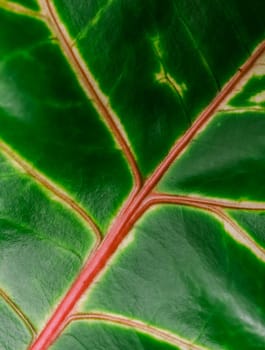 Abstract green background. Macro Croton plant leaf. Natural background for brand design.