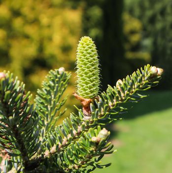 A branch of Korean fir with young cone in spring garden