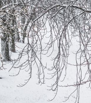 Snowing landscape, winter holiday concept - Fairytale fluffy snow-covered trees branches, nature scenery with white snow and cold weather. Snowfall in winter park. Soft focus