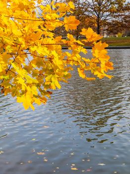 Bright yellow leaves on a maple by the river on a sunny autumn day. Autumn background