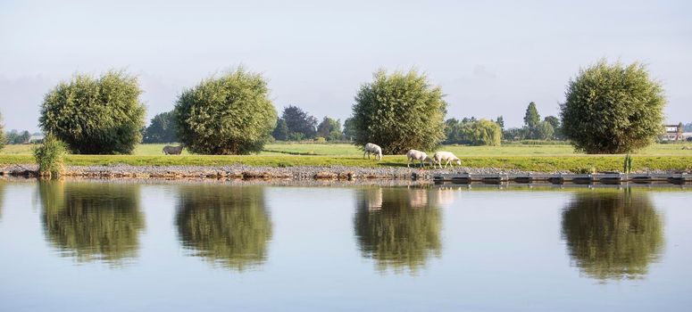 sheep graze on embankment of amstel river near uithoorn not far from amsterdam on sunny summer morning in the netherlands