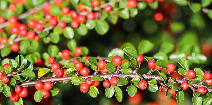 Many red fruits on the branches of a cotoneaster horizontalis bush in the garden in autumn. Natural background