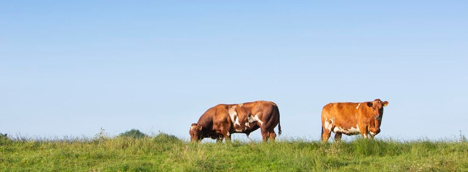 red bull and cow under blue sky in green grass on dike in the netherlands
