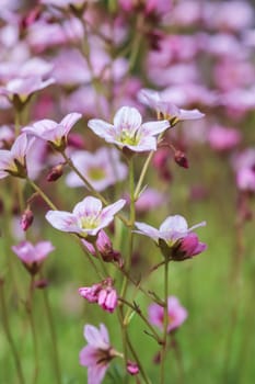 Delicate white pink flowers of Saxifrage moss in spring garden. Floral background