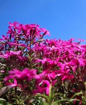 Beautiful pink flowers Phlox in spring against blue sky