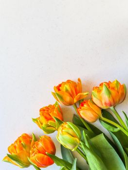 Beautiful orange tulips on white backdrop. Perfect for background greeting card. Vertical