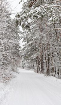 Beautiful winter forest with snowy trees and a white road. Fairy tale.