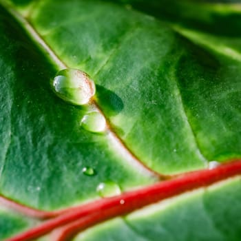 Abstract green background. Macro Croton plant leaf with water drops. Natural background for brand design