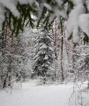 Winter landscape with snowy forest. Merry christmas and happy new year greeting background