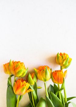 Beautiful orange tulips on white backdrop. Perfect for background greeting card