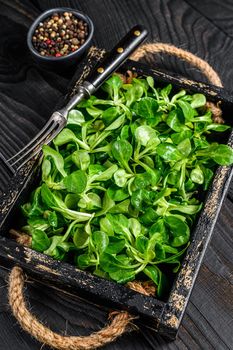 Fresh green lambs lettuce salad leaves on a wooden tray. Black wooden background. Top view.