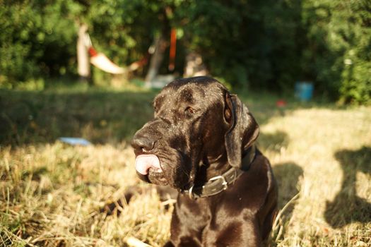 large purebred black dog outdoors in the field pets. High quality photo