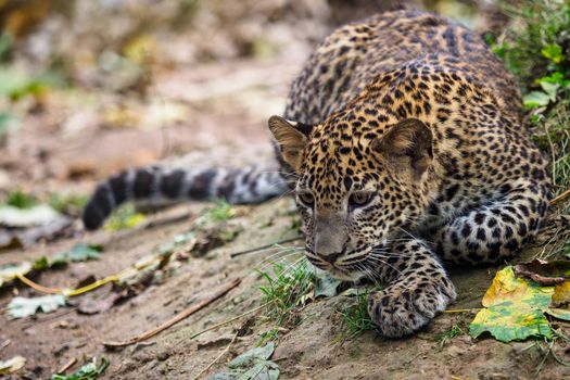 Sri Lankan leopard cub, Panthera pardus kotiya.