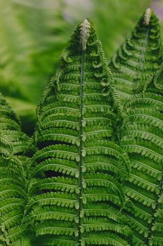 Perfect natural fern pattern. Beautiful background made with young green fern leaves.