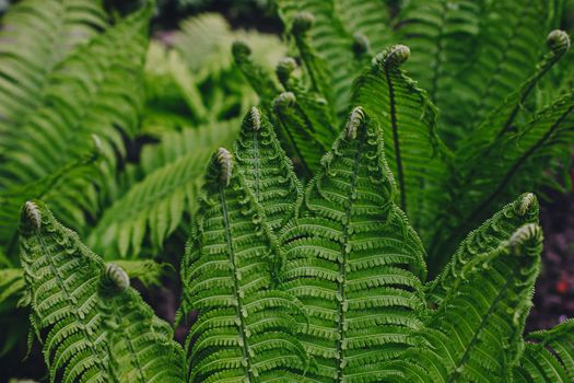 Perfect natural fern pattern. Beautiful background made with young green fern leaves.