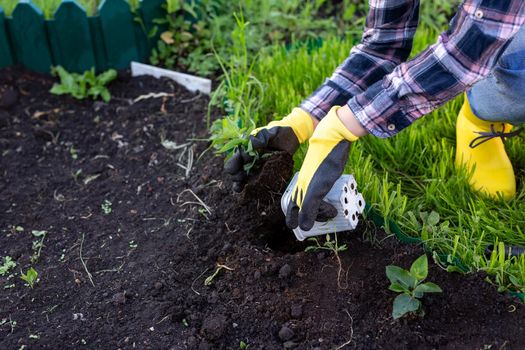 Hand of woman gardener in gloves holds seedling of small apple tree in her hands preparing to plant it in the ground. Tree planting