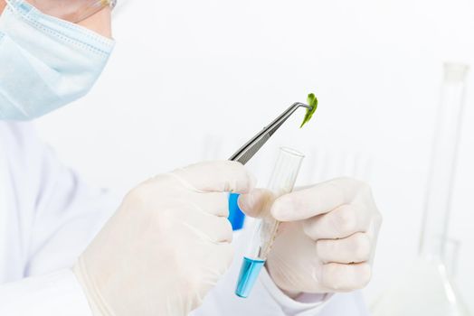 Scientist puts sample into test tube. Biochemistry laboratory analysis and experimentation. Closeup human hands in latex gloves holding test tube and tweezers. Biology researching and lab testing.