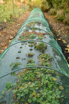 A small greenhouse strawberries at a garden
