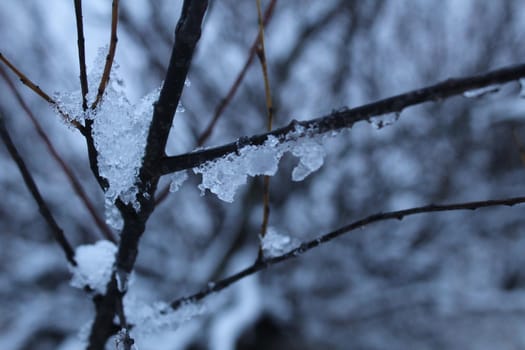 branches of tree bushes in snow ice in winter in cold colors. winter landscape.