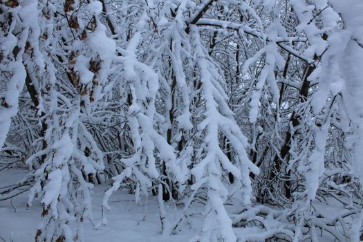 winter landscape. The branches of the trees of the bushes are covered with snow close-up. cold snow background.