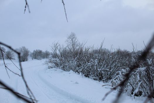 winter landscape. River lake without ice swamp plants neg. winter entertainment. Plants in the snow.