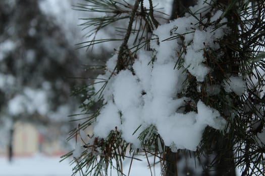 branches of spruce pine in the snow. winter landscape trees in the park.