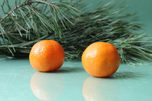 two three citrus tangerines in the peel of unpeeled lie next to a branch of a Spruce Tree tree on a green background. Christmas New Year's Eve atmosphere.