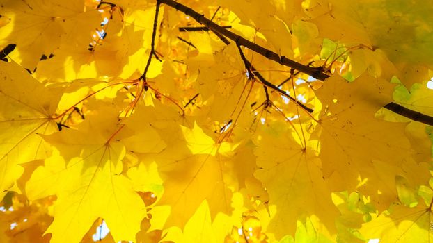 Bright colorful autumn leaves on the maple in sunny day