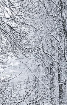 Snowing landscape, winter holiday concept - Fairytale fluffy snow-covered trees branches, nature scenery with white snow and cold weather. Snowfall in winter park. Soft focus