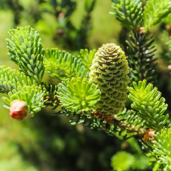 A branch of Korean fir with young cone in spring garden