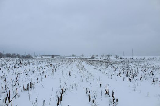 the field is covered with snow in winter. Remains of plants in winter. agriculture.