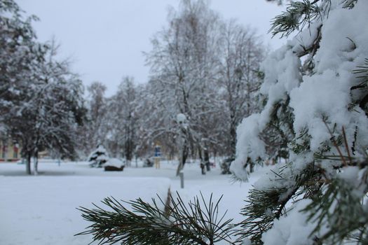 city park in winter. Paths bench trees ate Christmas trees in the winter in the snow. winter walks.