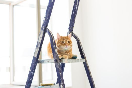 Repair, painting the walls, the cat sits on the stepladder. Funny picture.