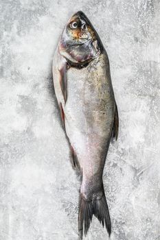 Raw whole fish silver carp. Gray background. Top view.