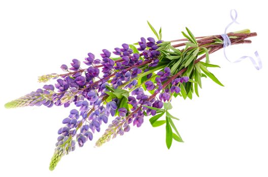 Purple lupine on white background isolated on white. Studio Photo