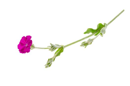 Wild plant with pink flower and silvery leaves. Studio Photo