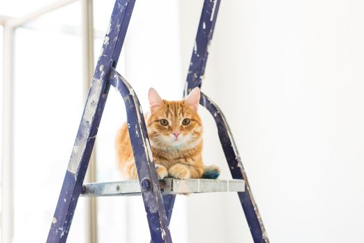 Repair, painting the walls, the cat sits on the stepladder. Funny picture.