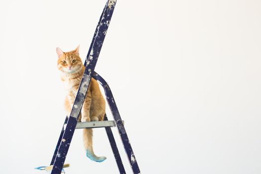 Repair, painting the walls, the cat sits on the stepladder. Funny picture.