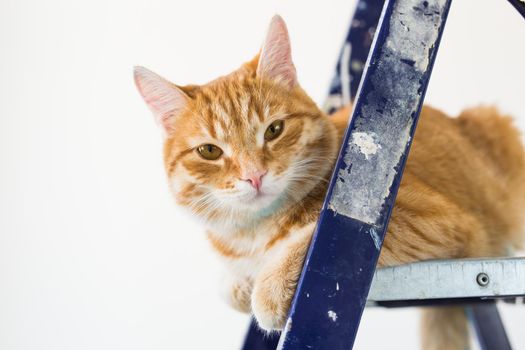 Repair, painting the walls, the cat sits on the stepladder. Funny picture.