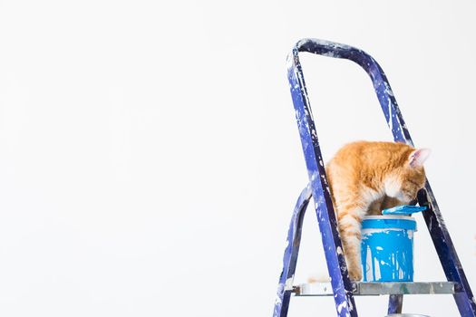 Repair, painting the walls, the cat sits on the stepladder. Funny picture.