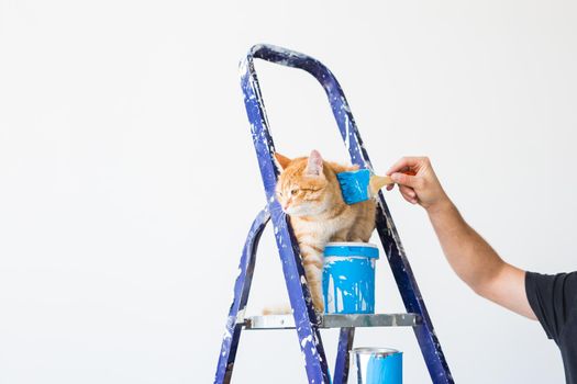 Repair, painting the walls, the cat sits on the stepladder. Funny picture.