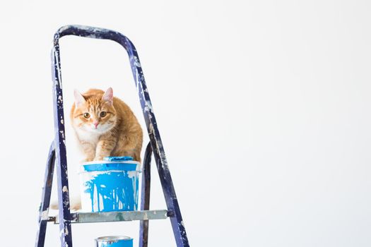 Repair, painting the walls, the cat sits on the stepladder. Funny picture.