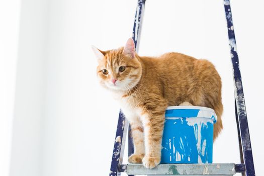 Repair, painting the walls, the cat sits on the stepladder. Funny picture.