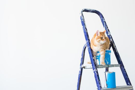 Repair, painting the walls, the cat sits on the stepladder. Funny picture.