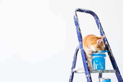 Repair, painting the walls, the cat sits on the stepladder. Funny picture.