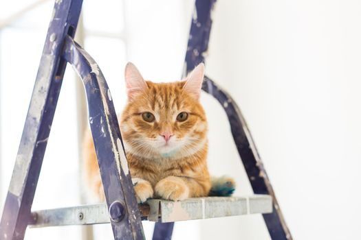 Repair, painting the walls, the cat sits on the stepladder. Funny picture.